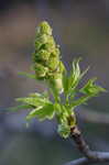 Sweetgum